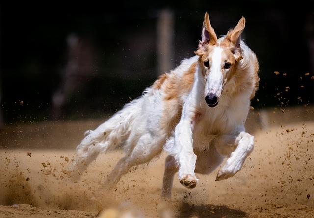 Praktické tipy pro začlenění run do každodenního života