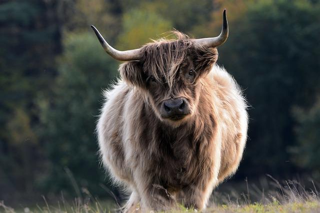 Jaké Energie Přináší Býk a Co To Znamená pro Vás