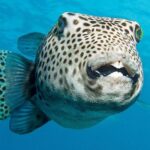 Jak vyjít s mužem ve znamení Ryb: Tipy na harmonický vztah