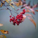 Jak můžou být kameny léčivé: Tajemství Přírodní Medicíny