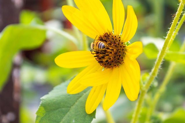 Jak Girasol otevírá cestu k intuici