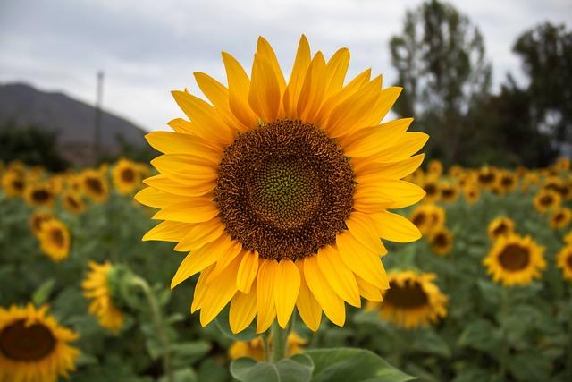 Girasol a jeho výjimečné energetické vlastnosti