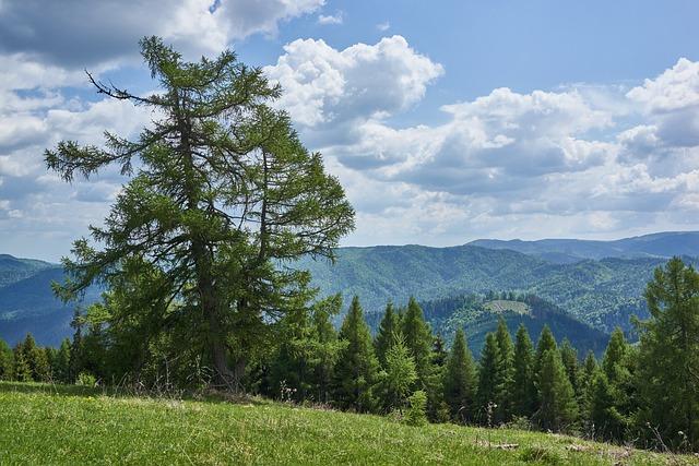 Zelená cesta: jak péče o stromy obohacuje náš život